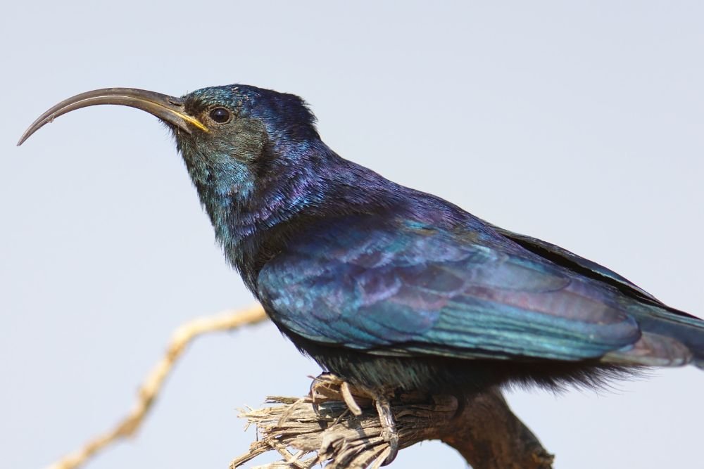 Common Scimitarbill